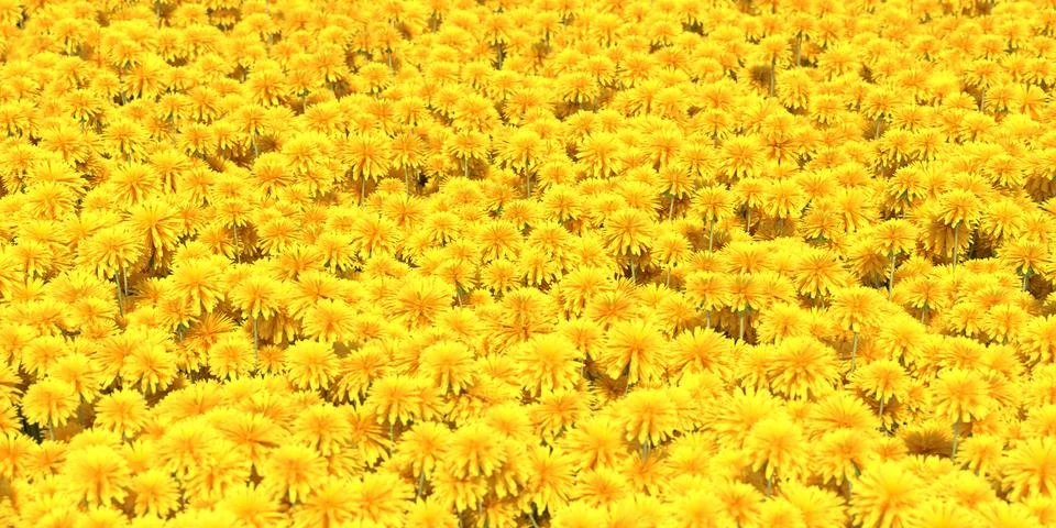 Solid carpet of yellow dandelions close-up Stock Illustration