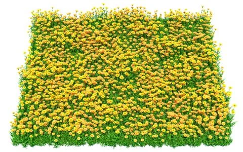 Solid carpet of yellow flowers close-up Stock Illustration