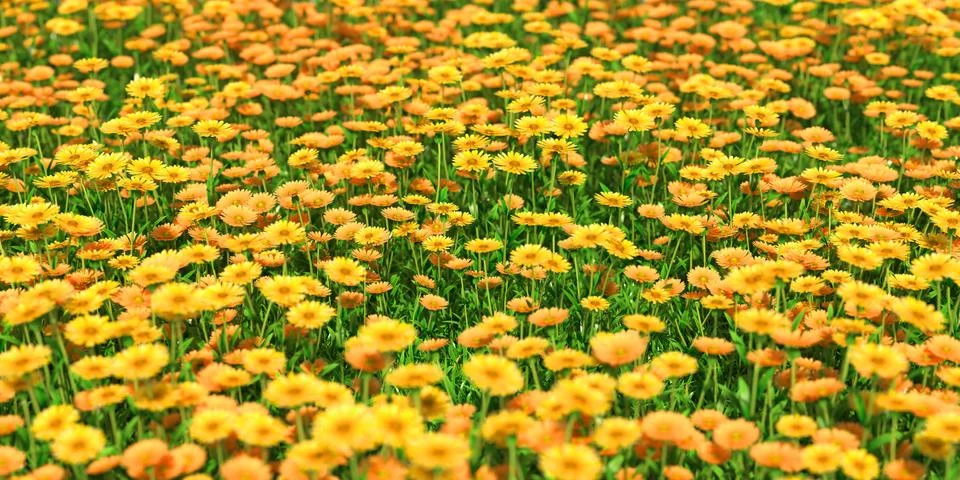 Solid carpet of yellow flowers close-up Stock Illustration