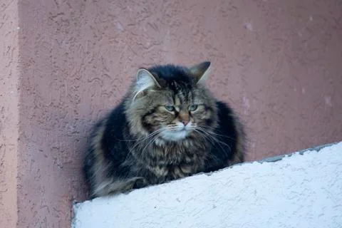 Solid cat on the balcony of the building. Pets Stock Photos