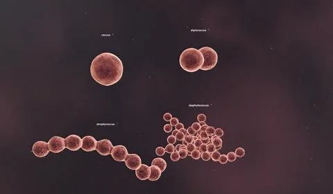 The solid cell wall determines the shape of a bacterium. Stockillustratie