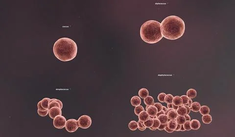 The solid cell wall determines the shape of a bacterium. Illustrazione stock
