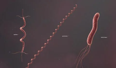 The solid cell wall determines the shape of a bacterium. Stockillustratie