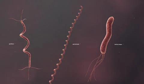 The solid cell wall determines the shape of a bacterium. Stockillustratie