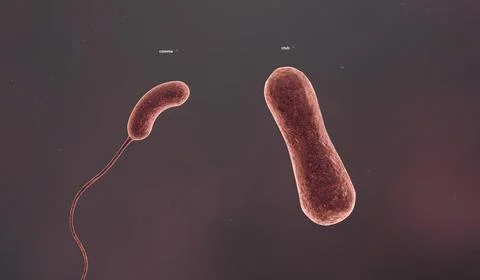 The solid cell wall determines the shape of a bacterium. Stock Illustration