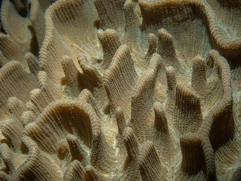 Solid coral details, macro shot. Closeup photo of coral reef underwater life Stock Photos