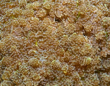Solid coral details, macro shot. Closeup photo of coral reef underwater life Stock Photos