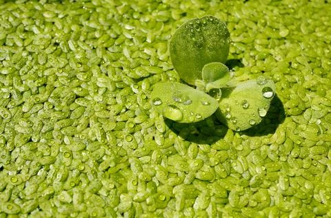 Solid cover of duckweed on the water surface. Stock Photos
