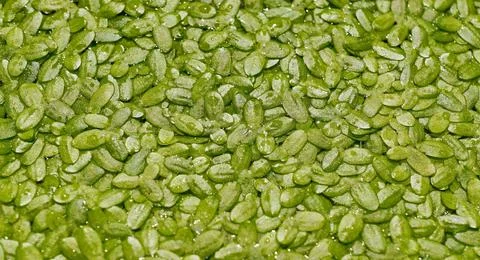 Solid cover of duckweed on the water surface. Stock Photos