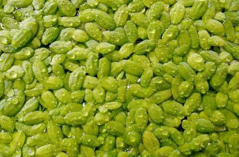 Solid cover of duckweed on the water surface. Stock Photos