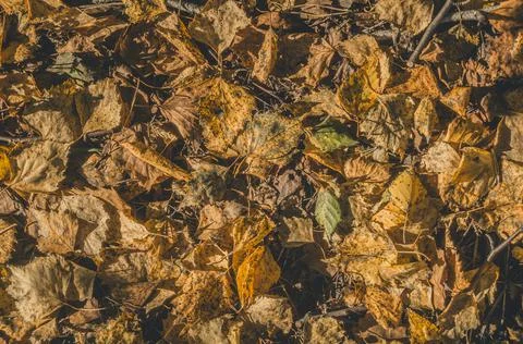 A solid cover of fallen autumn leaves. Autumn background. Stock Photos