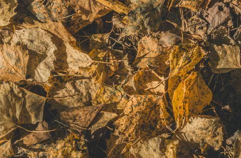 A solid cover of fallen autumn leaves. Autumn background. Stock Photos