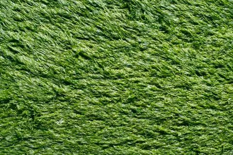A solid cover of green algae Enteromorpha. Texture. Stock Photos