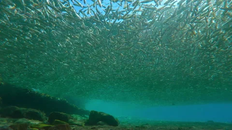 Solid gray cloud of Silversides Atherina, fills shallows at surface water at Stock Footage 346453753