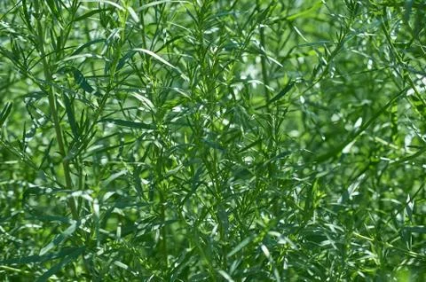 Solid green background tarragon branches Stock Photos