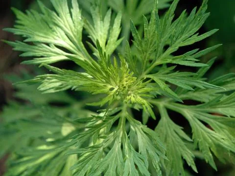 Solid green forest background. vegetation is thick of forest Stock Photos