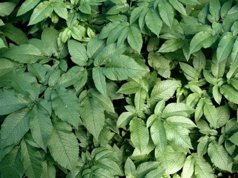 Solid green forest background. vegetation is thick of forest Stock Photos