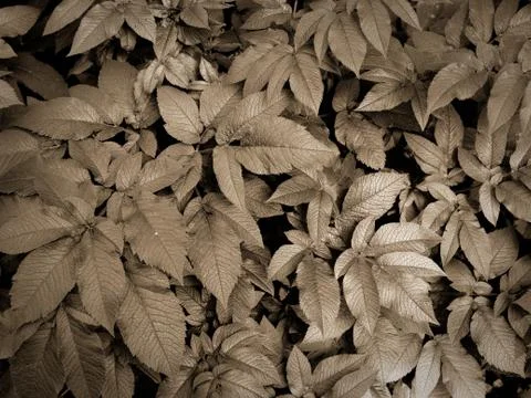 Solid green forest background. vegetation is thick of forest Stock Photos