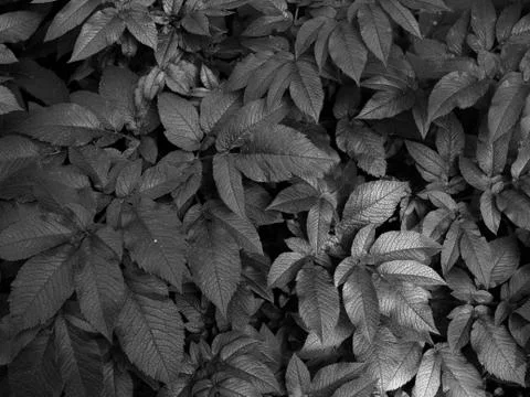 Solid green forest background. vegetation is thick of forest Foto stock