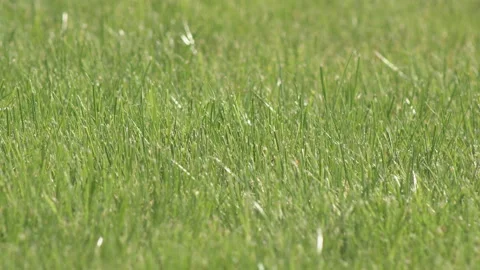 Solid green grass Stock Footage 115057327