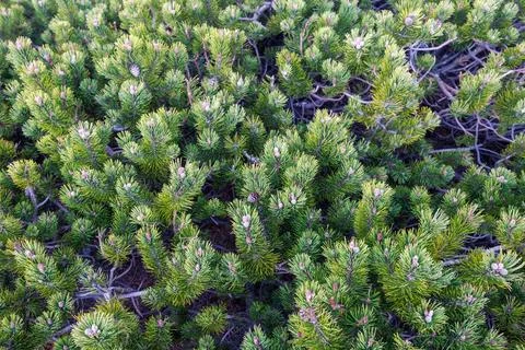 Solid growth of young mountain pine on the mountain slope. Evergreen carpet.. Stock Photos