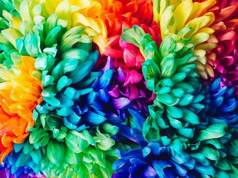 Solid horizontal background of colored chrysanthemums, close-up. Stock Photos