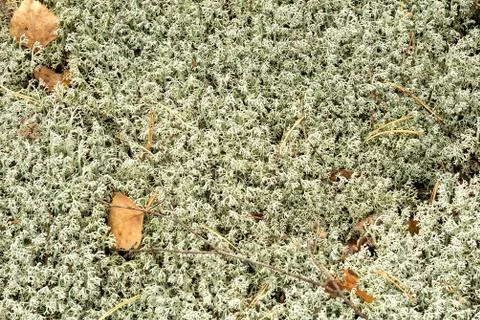 Solid natural background of gray lichen. Stock Photos