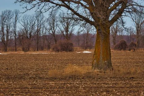 Solid oak tree trunk in agricultural field Stock Photos