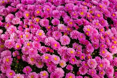 Solid pink chrysanthemum background Stock Photos