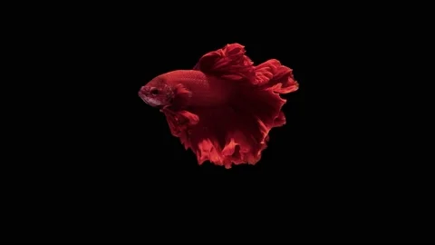 Solid red color Siamese fighting fish Stock Footage 163480659