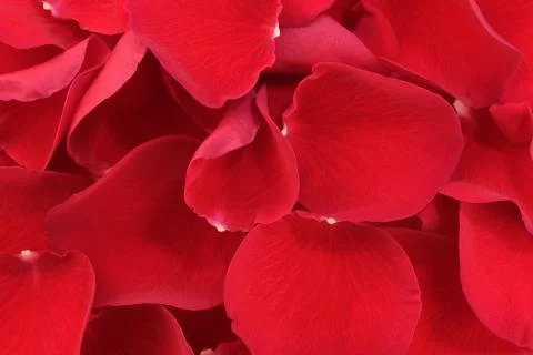 Solid red floral background 스톡 사진