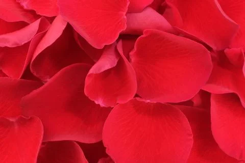 Solid red floral background 写真素材
