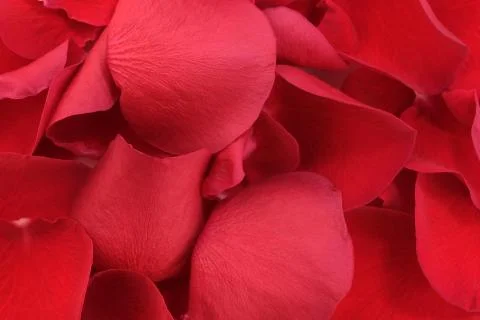 Solid red floral background 스톡 사진