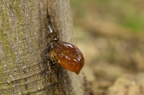 Solid sap on a trunk of Mimosa tree Stock Photos