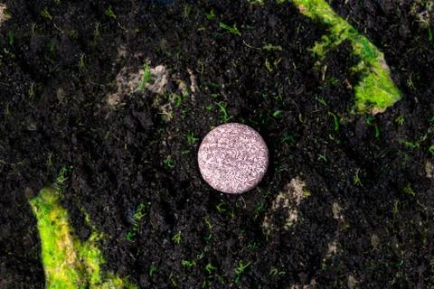 Solid shampoo with the smell of earth forest roots Stock Photos