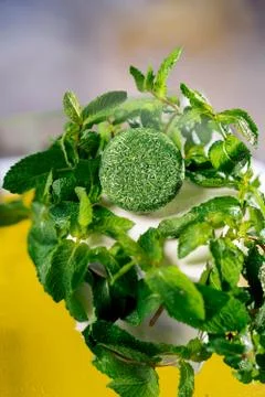Solid shampoo with the smell of mint on a bright background yellow Foto stock
