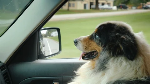 A solid shepherd dog travels on the passenger's seat next to the driver Видео 98301810