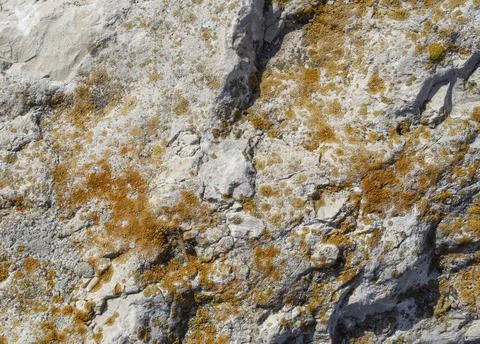 Solid stone texture with yellow moss background. Front view white rock 写真素材
