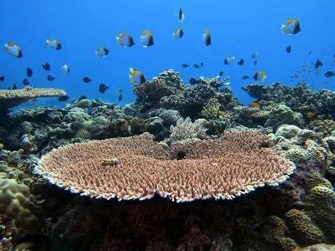 A Solid Table coral Stock Photos