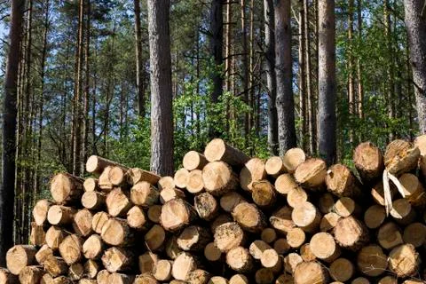 Solid tree trunk Stock Photos