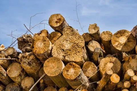 Solid tree trunk Stock Photos