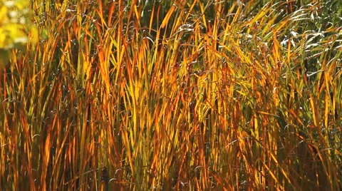 Solid wall of tall grass lush orange in sunny weather sways in the wind Stock Footage 42273596