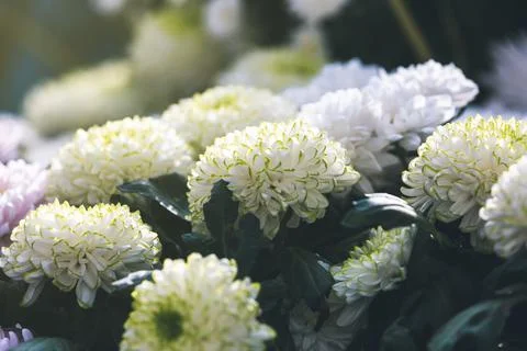 Solid white chrysanthemum background Foto stock