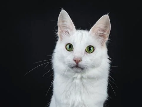 Solid white Turkish Angora cat on black Stock Photos