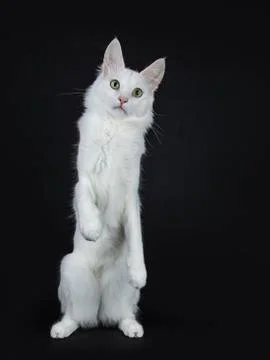 Solid white Turkish Angora cat on black Stock Photos