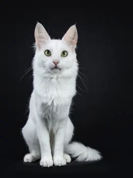 Solid white Turkish Angora cat on black Stock Photos