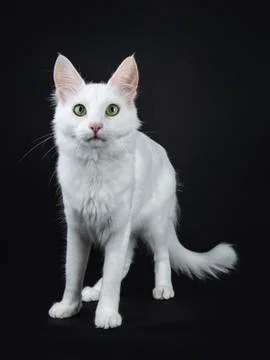 Solid white Turkish Angora cat on black Stock Photos