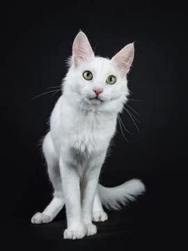 Solid white Turkish Angora cat on black Stock Photos