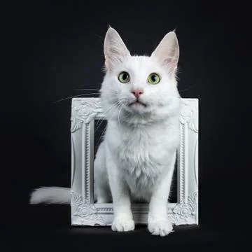 Solid white Turkish Angora cat on black Stock Photos