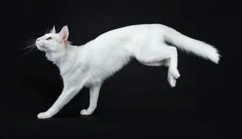 Solid white Turkish Angora cat on black Stock Photos